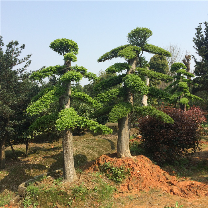 榆樹樁
