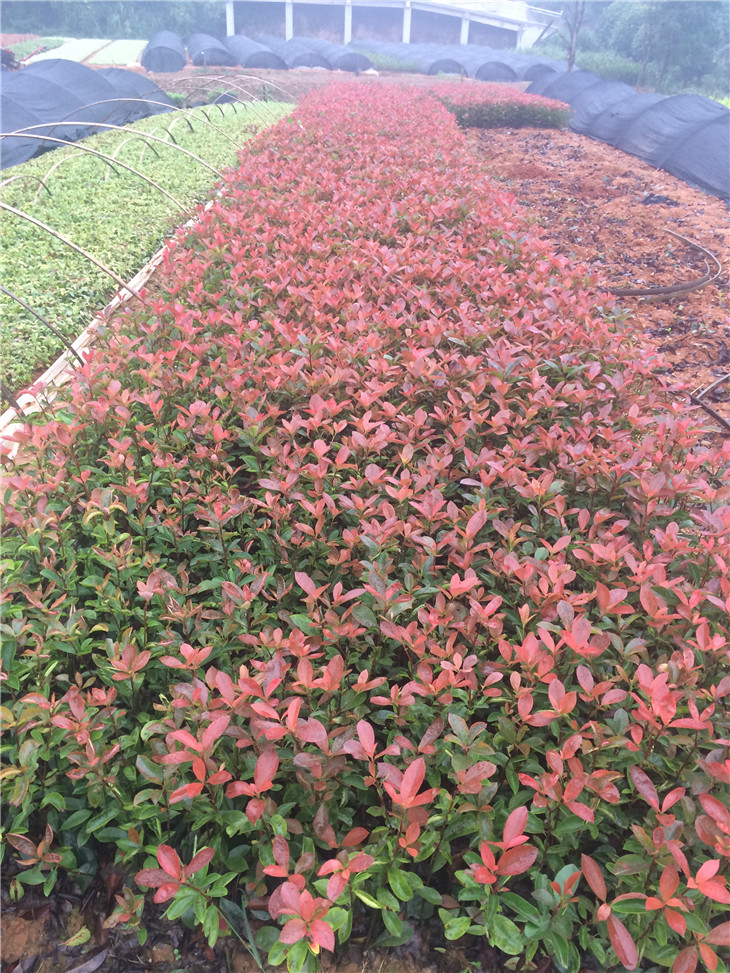 紅葉石楠小苗