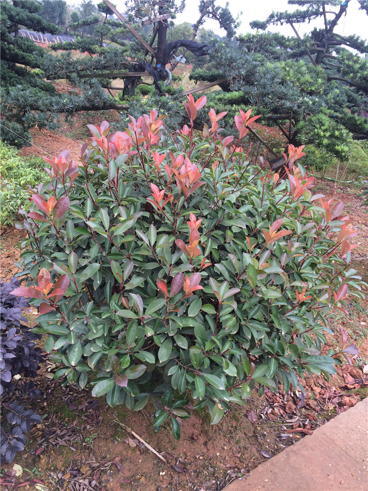 紅葉石楠球
