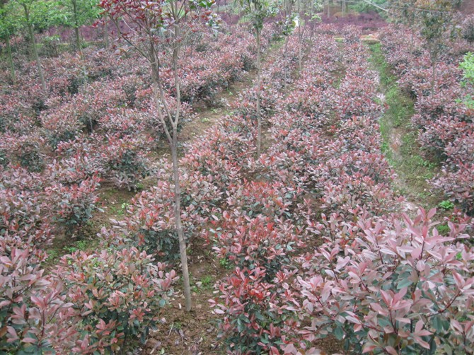 紅葉石楠球