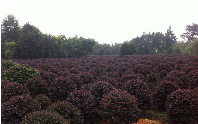 紅花繼木球