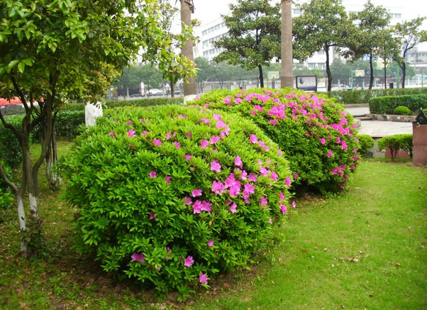 杜鵑球