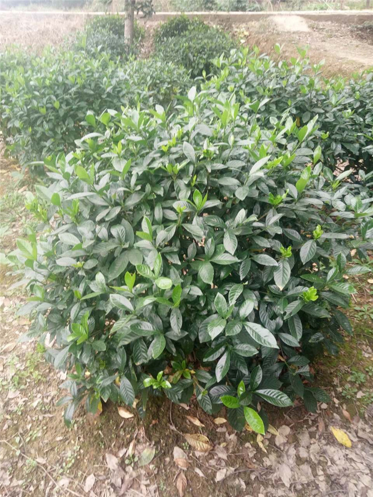 大葉梔子球