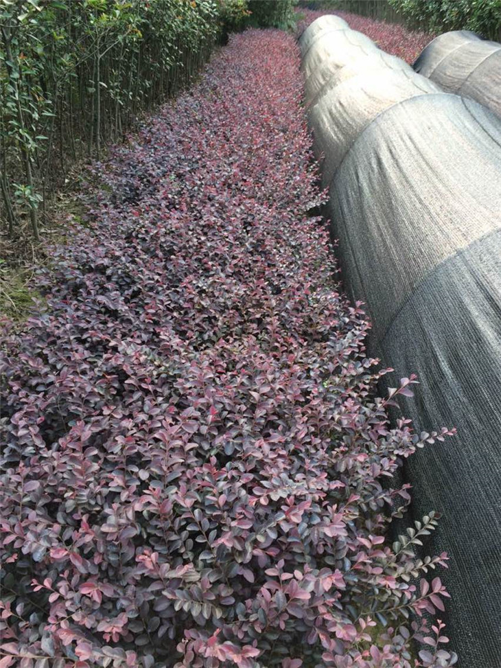 紅桎木