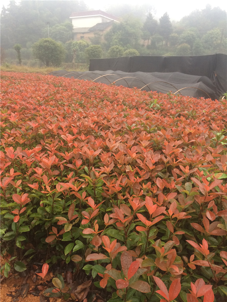 湖南紅葉石楠小苗2