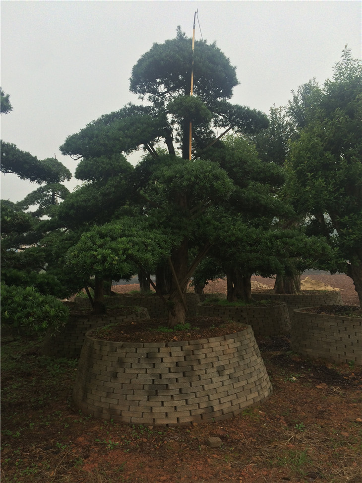 湖南造型羅漢松1