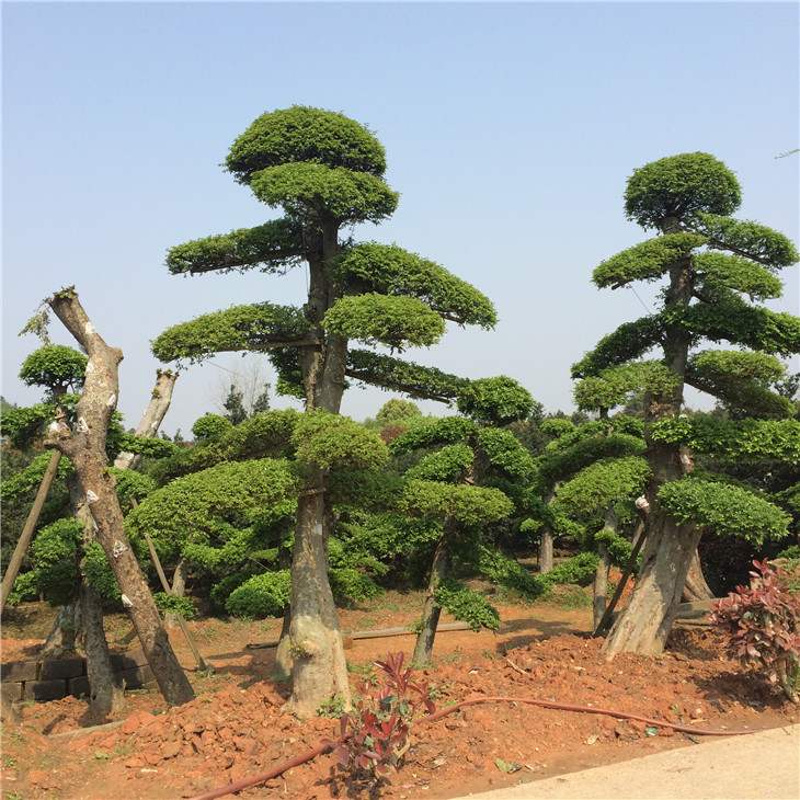 榆樹樁