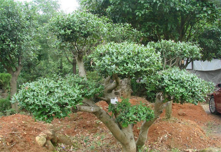 枸骨樹樁