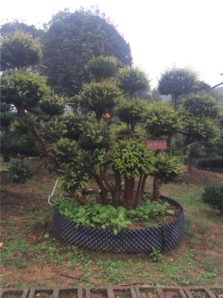 赤楠樁