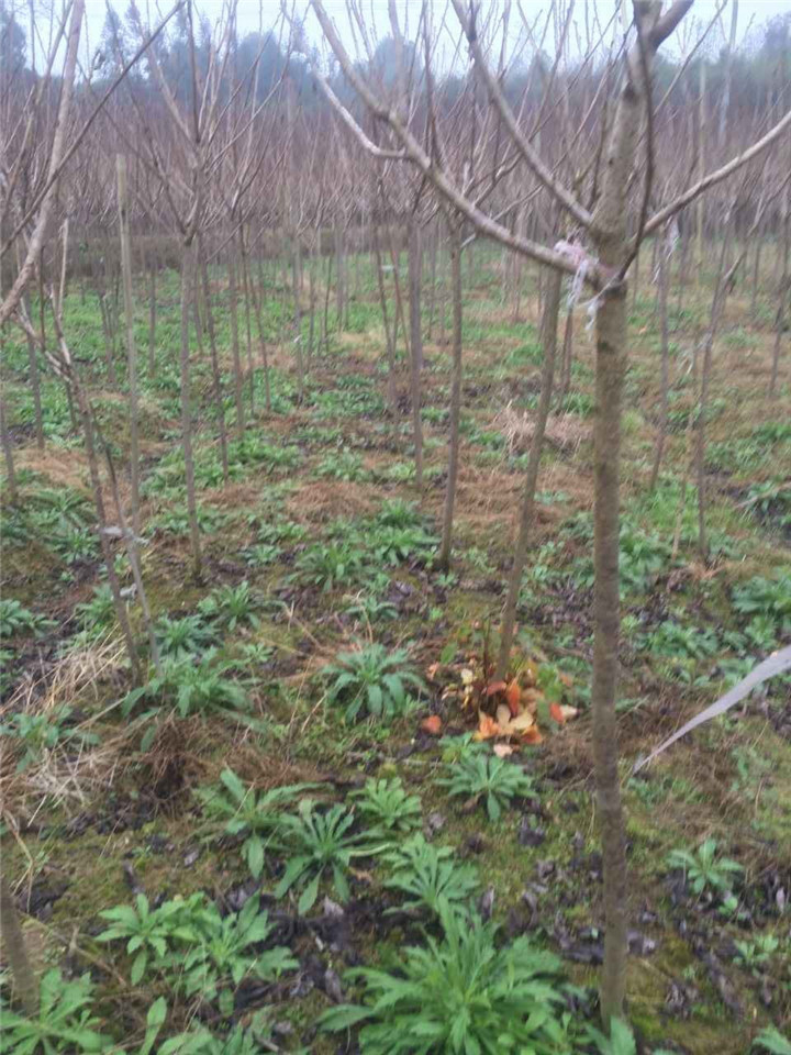 高稈櫻花